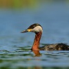 Potapka rudokrka - Podiceps grisegena - Red-necked Grebe 5728